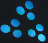 AFX MY60 Moving Head (60W) 